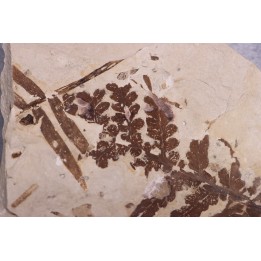 Cycadopteris Jurensis - kimmeridgien - Orbagnoux, FRANCE