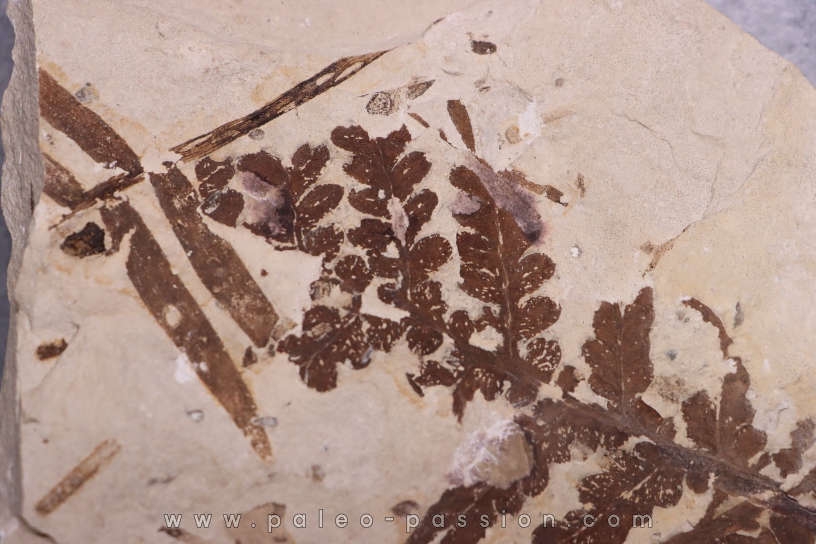 Cycadopteris Jurensis - kimmeridgien - Orbagnoux, FRANCE