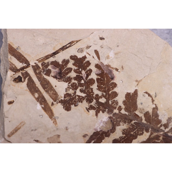 Cycadopteris Jurensis - kimmeridgian - FRANCE