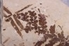 Cycadopteris Jurensis - kimmeridgian - FRANCE