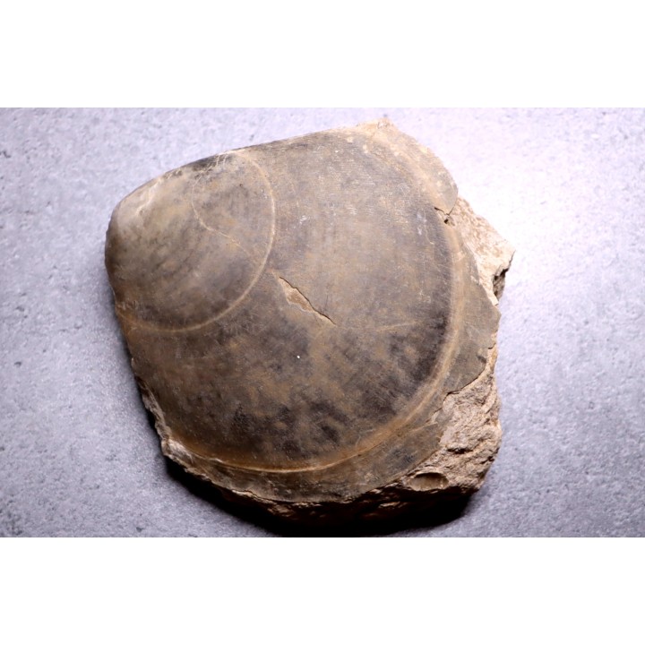 PLAGIOSTOMA GIGANTEA - Toarcian - Airvault, FRANCE
