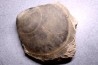 PLAGIOSTOMA GIGANTEA - Toarcian - Airvault, FRANCE