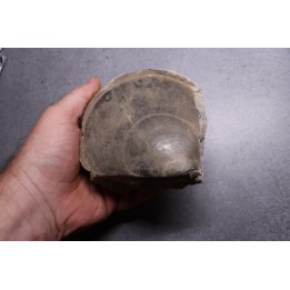PLAGIOSTOMA GIGANTEA - Toarcian - Airvault, FRANCE