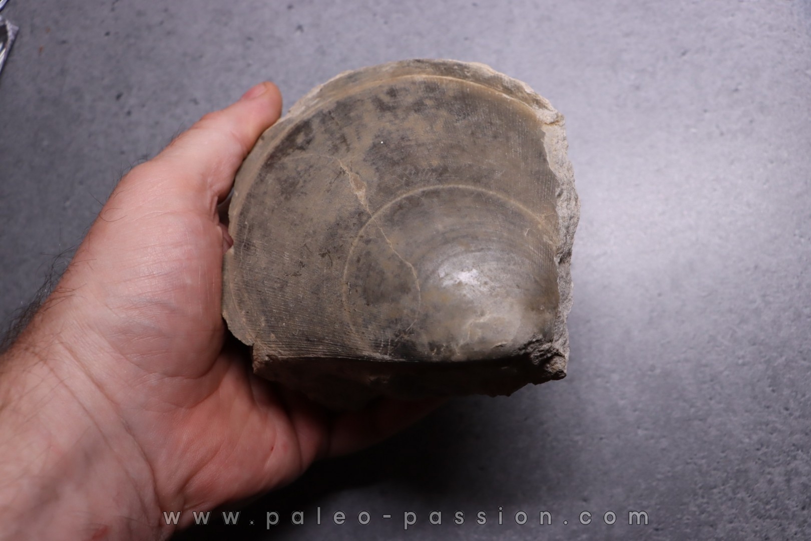 PLAGIOSTOMA GIGANTEA - Toarcian - Airvault, FRANCE