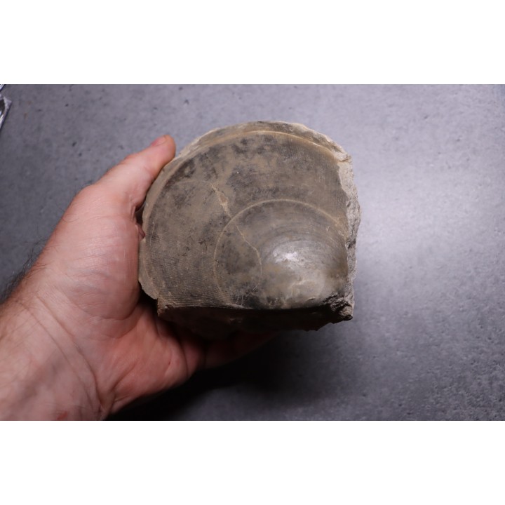 PLAGIOSTOMA GIGANTEA - Toarcien - Airvault, FRANCE