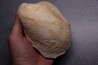 CERATOMYA CONCENTRICA Kimmeridgien région de Sancerre - FRANCE
