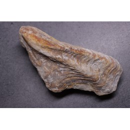 REGORIA DUFRESNOYI  Campanian  Benbezieux - FRANCE