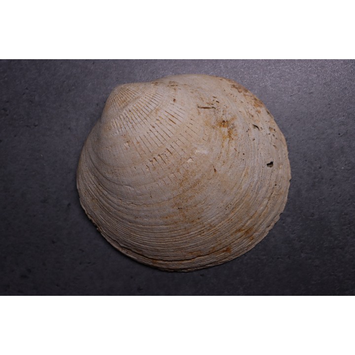 NERIUM PARISIENSIS  Lutetian  Oise - FRANCE
