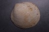 NERIUM PARISIENSIS  Lutetian  Oise - FRANCE
