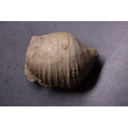 GIGANTOPRODUCTUS GIGANTEUS  Carbonifèrous - Westphalian  Cimljansk, Russia