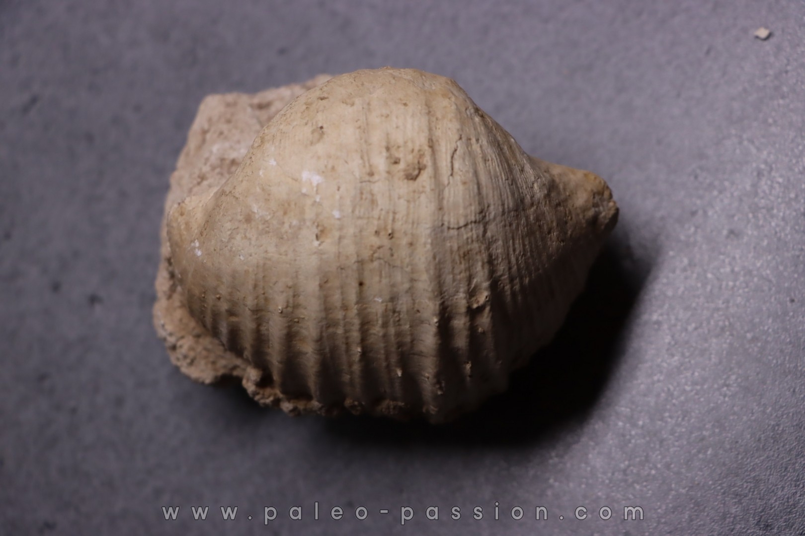 GIGANTOPRODUCTUS GIGANTEUS Carbonifèrous - Westphalian Cimljansk, Russia