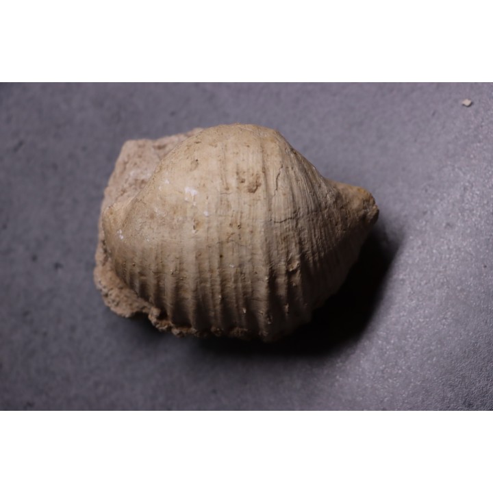 GIGANTOPRODUCTUS GIGANTEUS  Carbonifère - Westphalien  Cimljansk, Russie