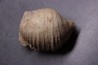 GIGANTOPRODUCTUS GIGANTEUS Carbonifèrous - Westphalian Cimljansk, Russia