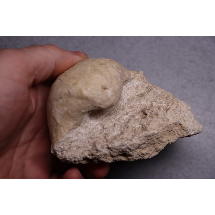 GIGANTOPRODUCTUS GIGANTEUS  Carbonifère - Westphalien  Cimljansk, Russie