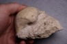 GIGANTOPRODUCTUS GIGANTEUS Carbonifèrous - Westphalian Cimljansk, Russia