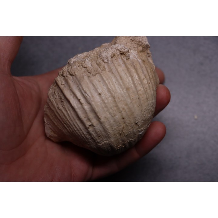 GIGANTOPRODUCTUS GIGANTEUS  Carbonifèrous - Westphalian  Cimljansk, Russia