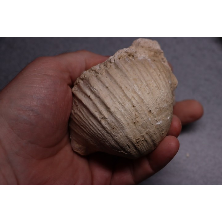 GIGANTOPRODUCTUS GIGANTEUS  Carbonifèrous - Westphalian  Cimljansk, Russia