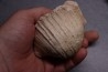 GIGANTOPRODUCTUS GIGANTEUS  Carbonifère - Westphalien  Cimljansk, Russie