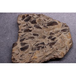LAMELLAPTYCHUS   Valanginien  Col St Jean - DROME - FRANCE