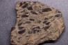 LAMELLAPTYCHUS   Valanginien  Col St Jean - DROME - FRANCE