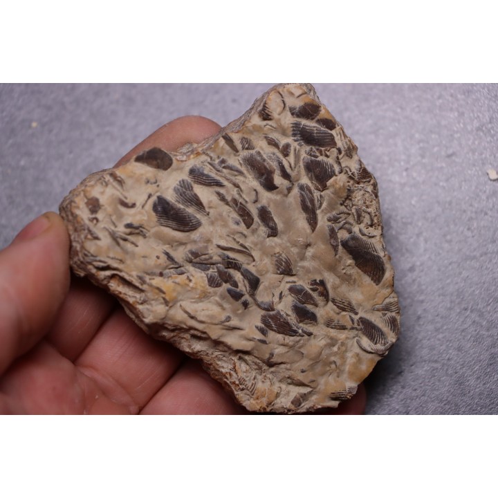 LAMELLAPTYCHUS   Valanginien  Col St Jean - DROME - FRANCE