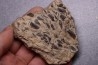 LAMELLAPTYCHUS   Valanginien  Col St Jean - DROME - FRANCE
