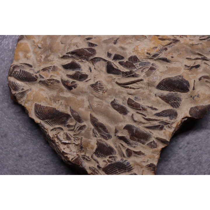 LAMELLAPTYCHUS   Valanginien  Col St Jean - DROME - FRANCE