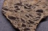 LAMELLAPTYCHUS   Valanginien  Col St Jean - DROME - FRANCE