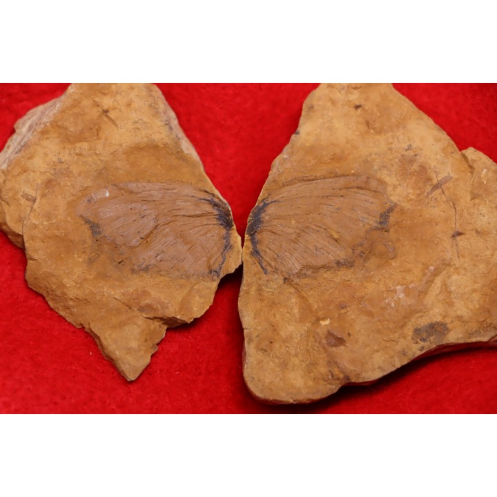 insect WING  unidentified  Braidwood Fmt  PennsylvaniAn  Knop Noster, Mo - USA
