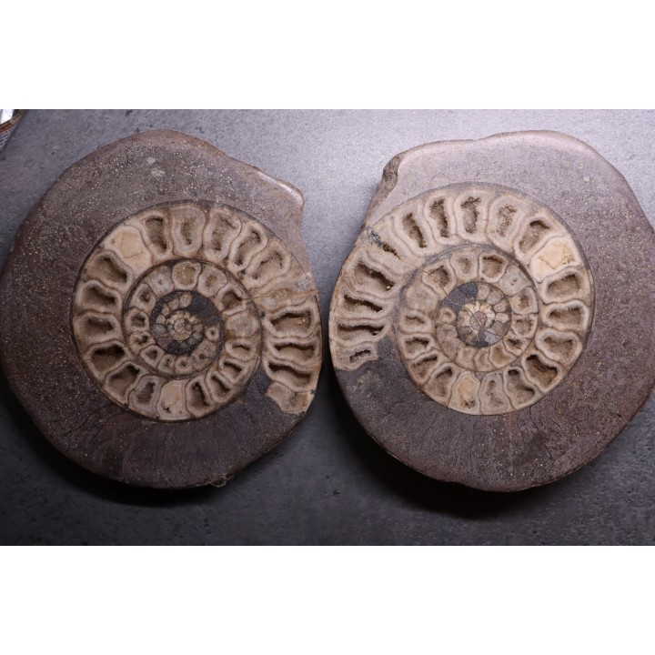 ammonite sciée:  Hildoceras bifrons   toarcian  UK