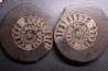 ammonite sciée:  Hildoceras bifrons   toarcian  UK