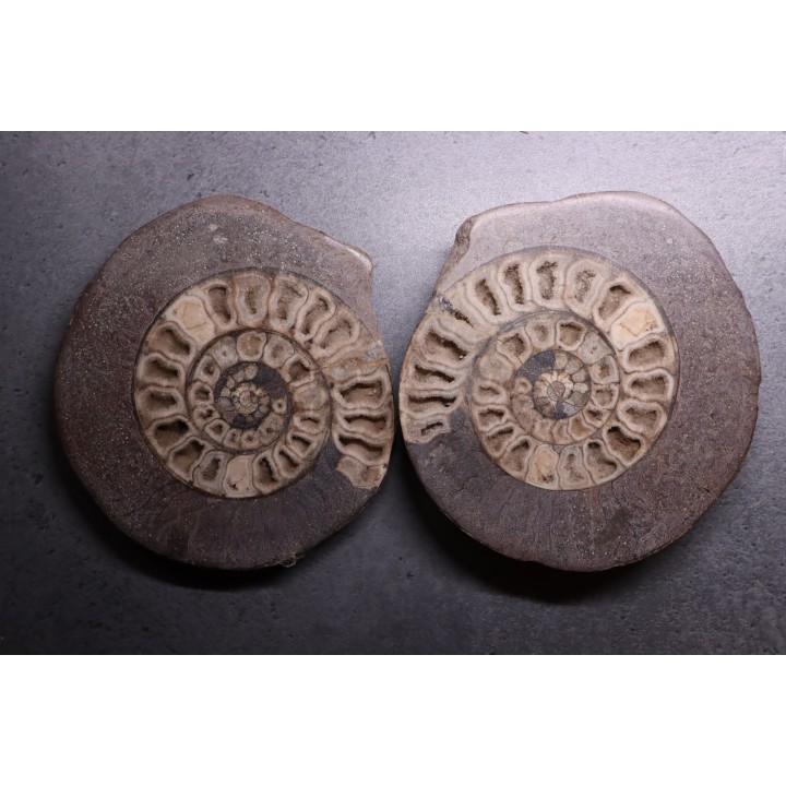ammonite sciée: Hildoceras bifrons - UK