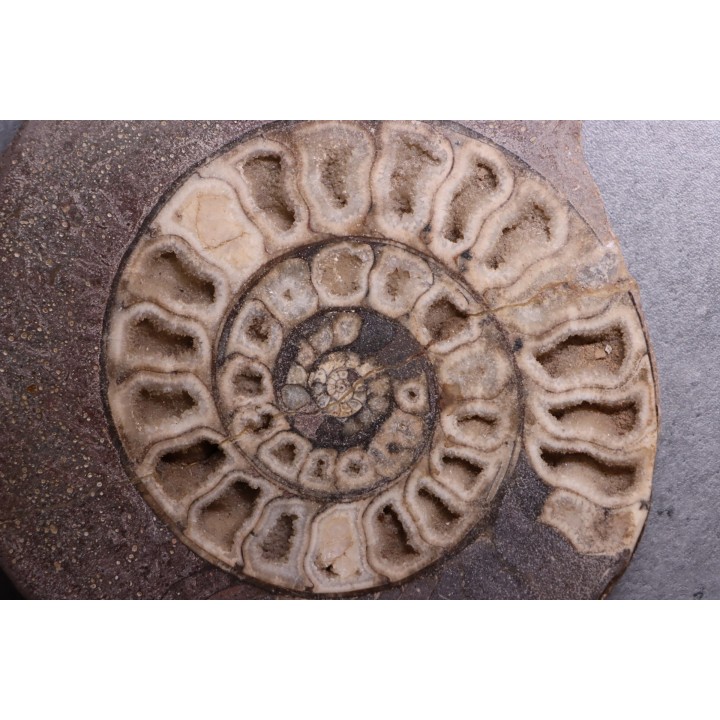 ammonite sciée:  Hildoceras bifrons   toarcian  UK