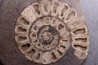 ammonite sciée:  Hildoceras bifrons   toarcian  UK