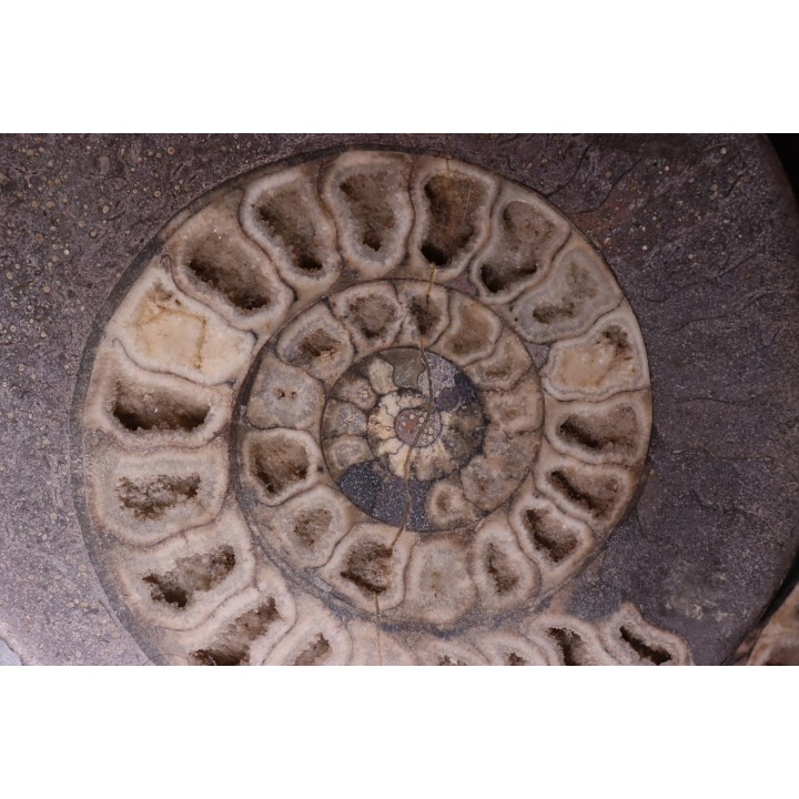 ammonite sciée:  Hildoceras bifrons   toarcian  UK