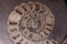 ammonite sciée:  Hildoceras bifrons   toarcian  UK