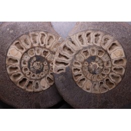 ammonite sciée: Hildoceras bifrons - UK