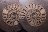 ammonite sciée:  Hildoceras bifrons   toarcian  UK