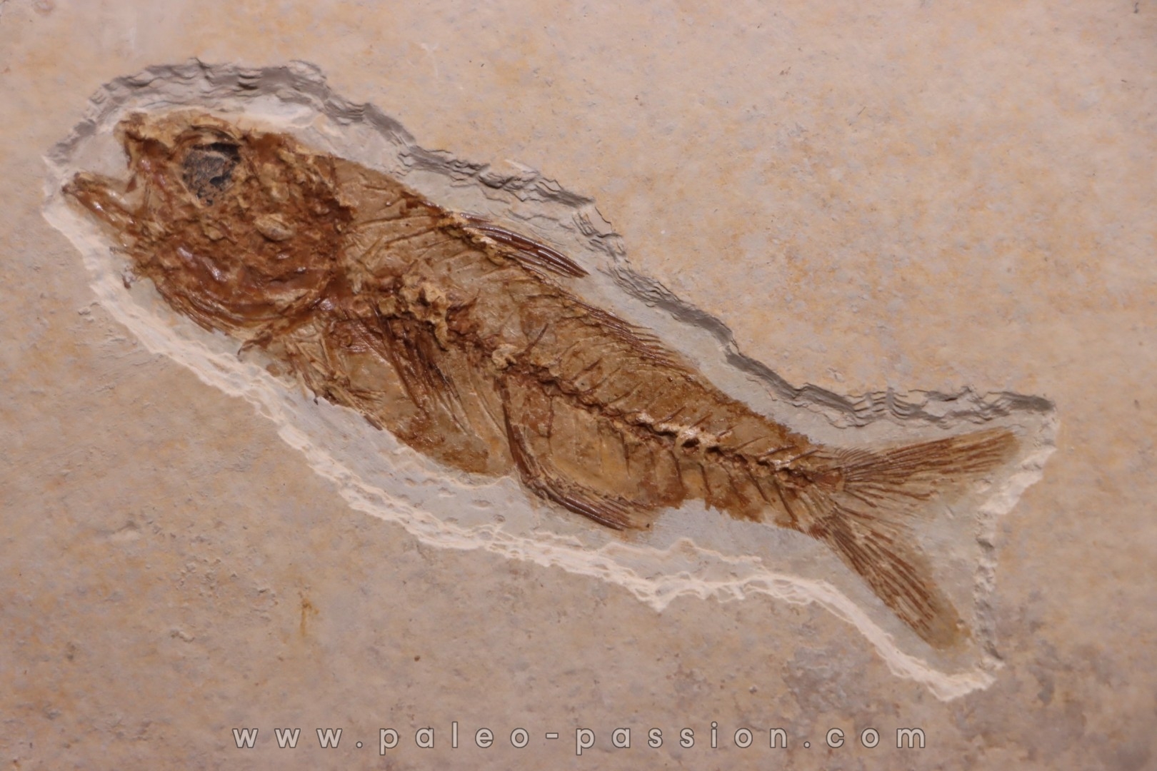 DAPALIS MACRURUS - stampian - Provence - France