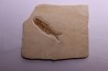 DAPALIS MACRURUS - stampian - Provence - France