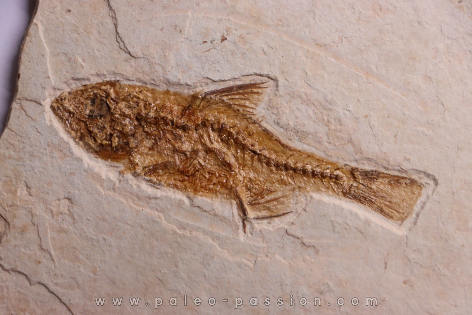 DAPALIS MACRURUS - stampian - Provence - France