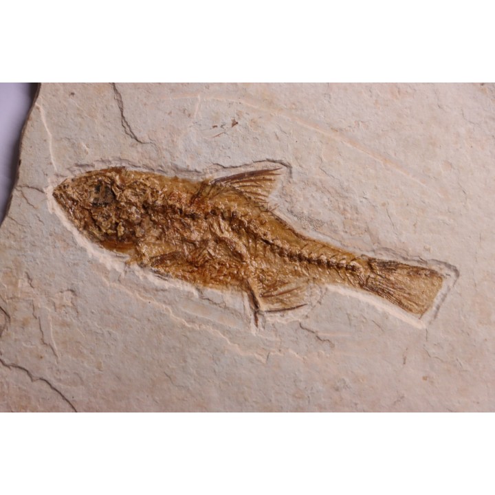DAPALIS MACRURUS - oligocène de Provence - FRANCE