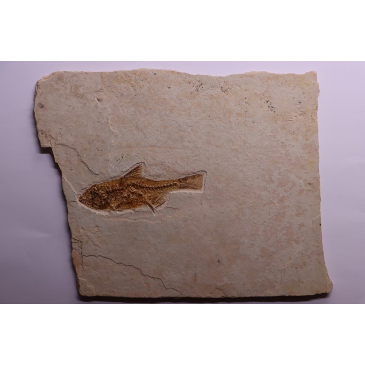 DAPALIS MACRURUS - oligocène de Provence - FRANCE