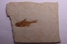 DAPALIS MACRURUS - stampian - Provence - France