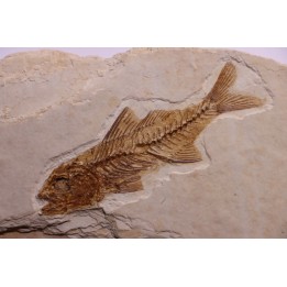 DAPALIS MACRURUS - oligocène de Provence - FRANCE