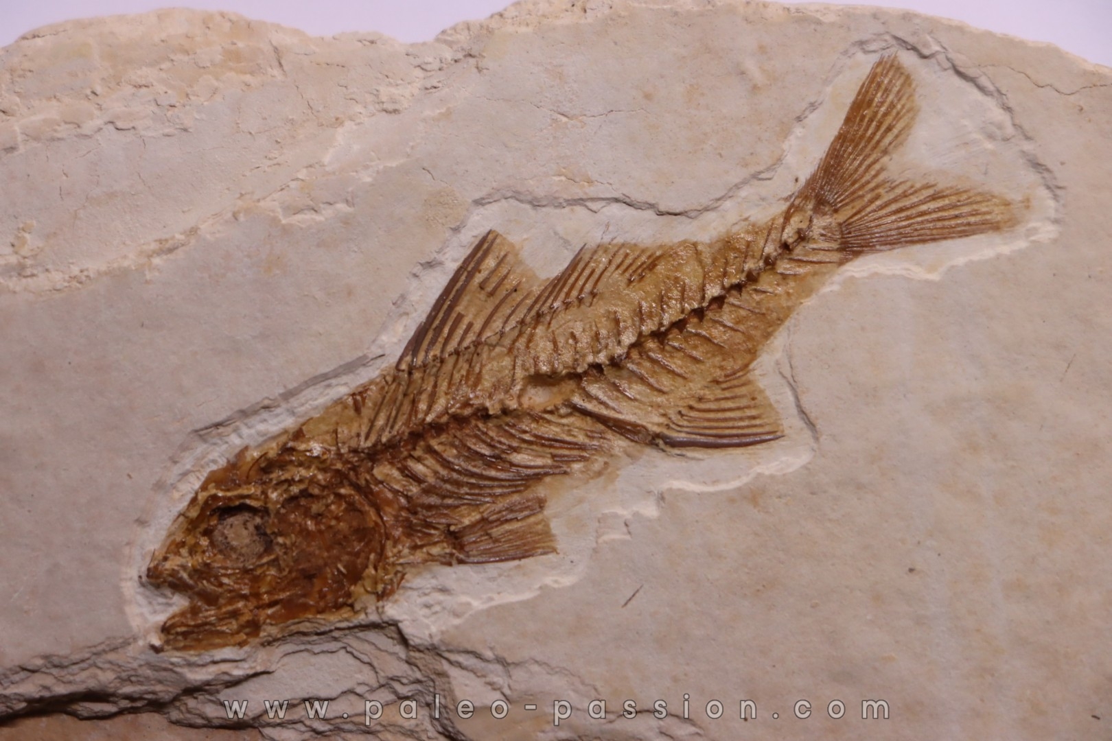 DAPALIS MACRURUS - oligocène de Provence - FRANCE
