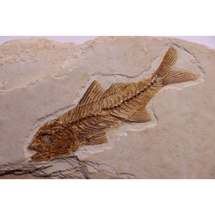 DAPALIS MACRURUS - oligocène de Provence - FRANCE