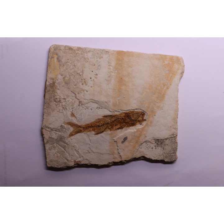 DAPALIS MACRURUS - oligocène de Provence - FRANCE