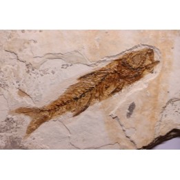 DAPALIS MACRURUS - stampian - Provence - France
