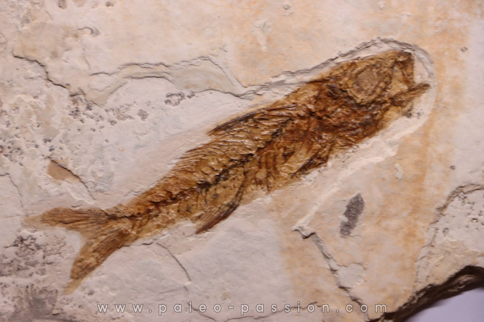 DAPALIS MACRURUS - oligocène de Provence - FRANCE